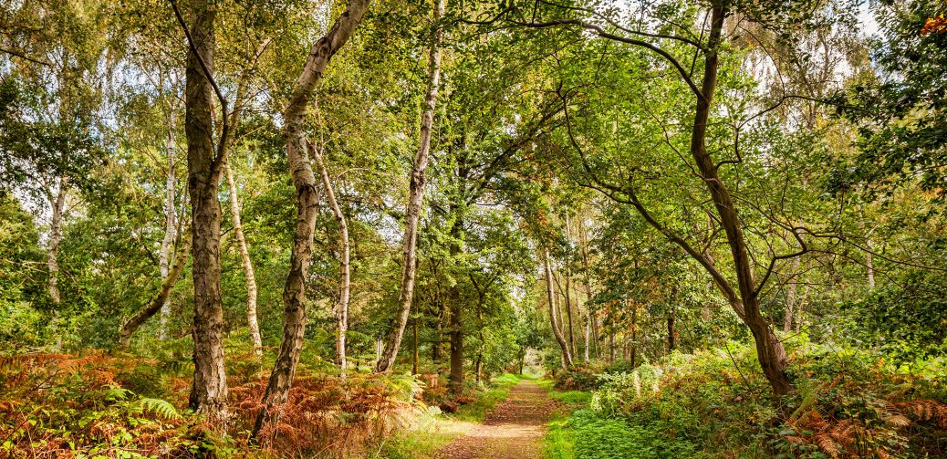 Sherwood Forest Footpath