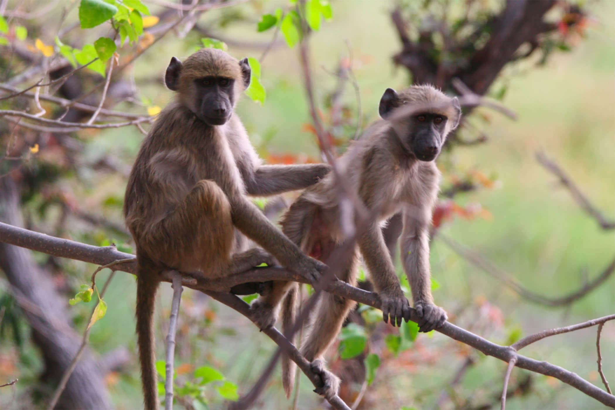 Review Hideaways Elephants Eye Tented Camp Zimbabwe 7