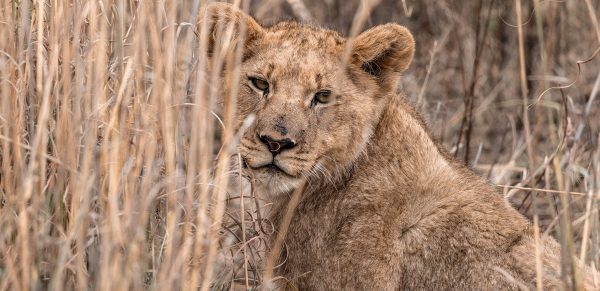 Rockfig Lodge Madikwe Game Reserve South Africa