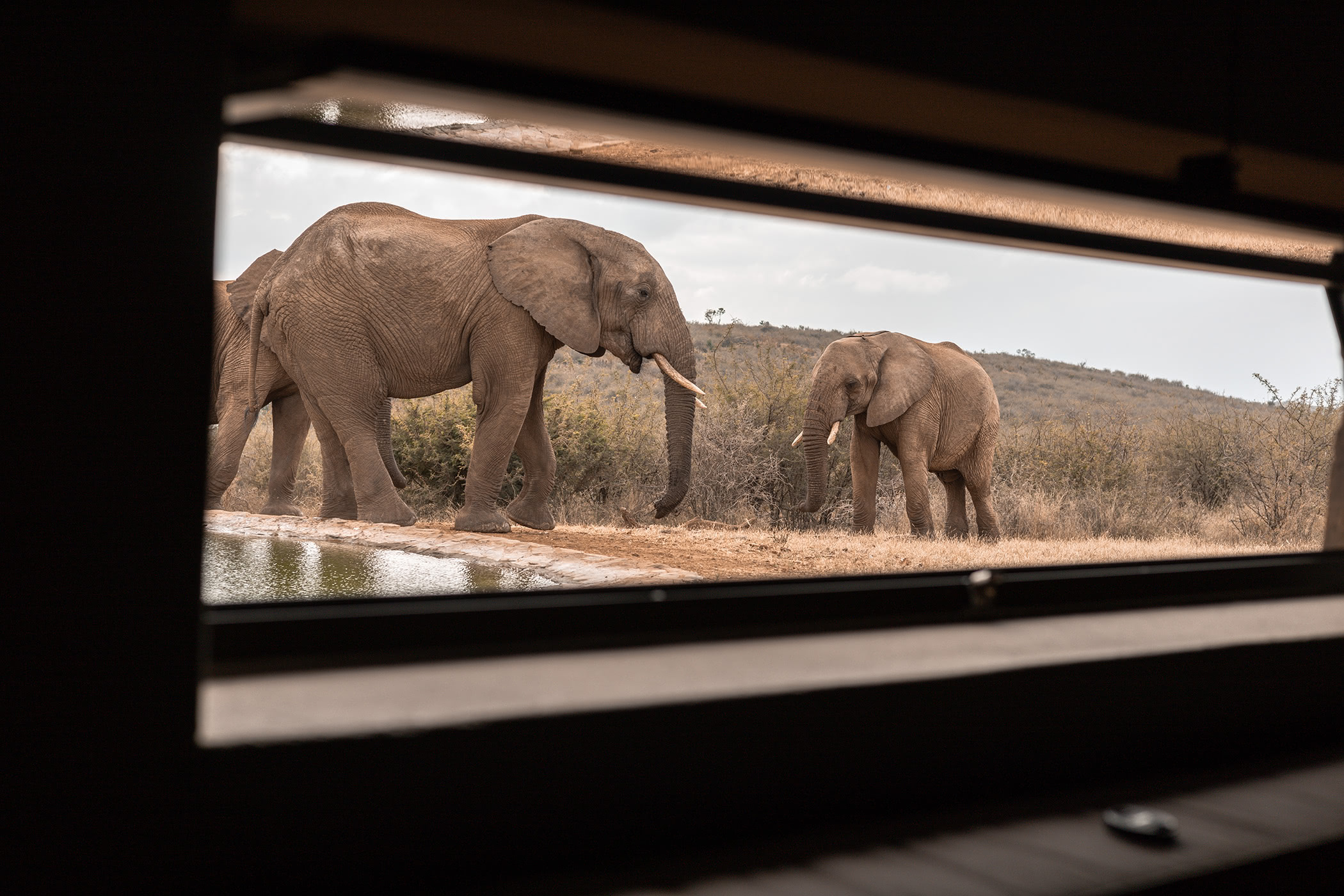 Madikwe Game Reserve Elephants
