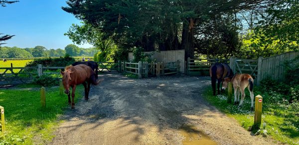 New Forest Ponies