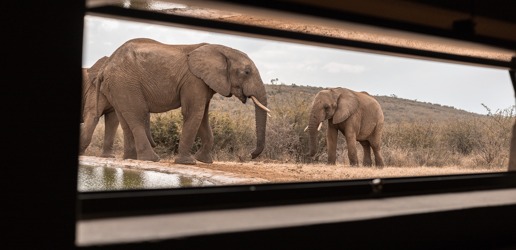 Rockfig Madikwe Underground Hide Elephants