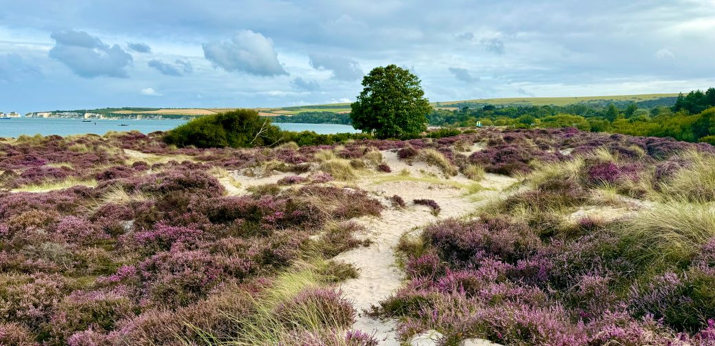 Knoll Beach Heathland