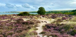 Knoll Beach Heathland