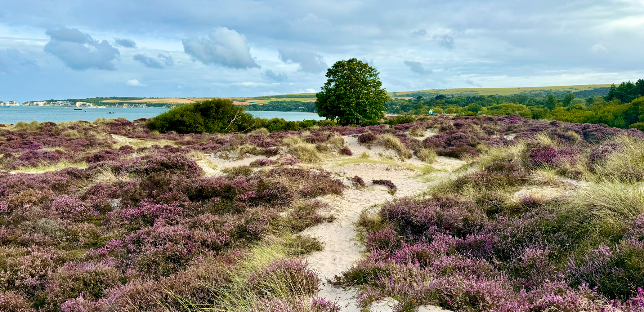 Knoll Beach Heathland