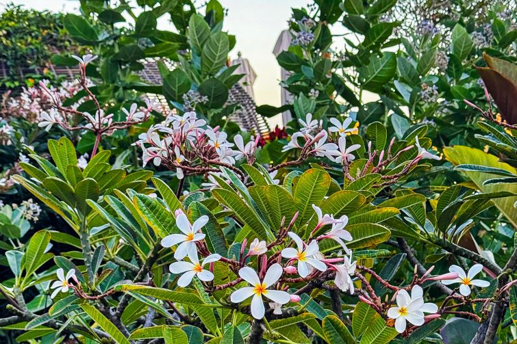 Four Seasons Lanai Flowers