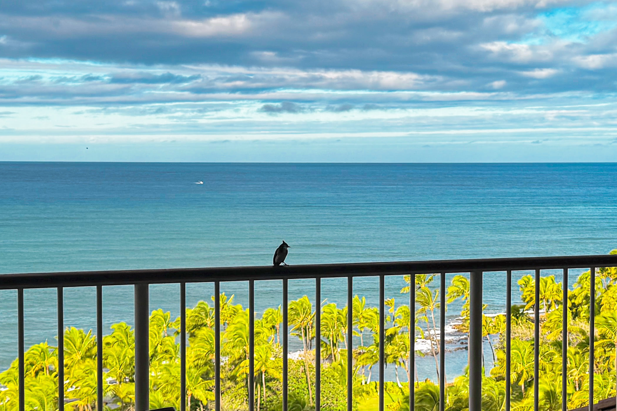 Four Seasons Oahu Tropical Bird On Oceanfront Room Balcony